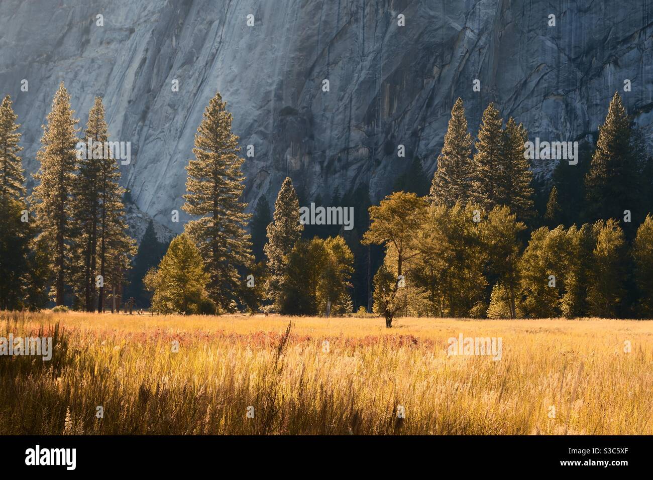 Fields of gold on a sunny autumn afternoon in Merced river valley, Yosemite national park, California, America Stock Photo