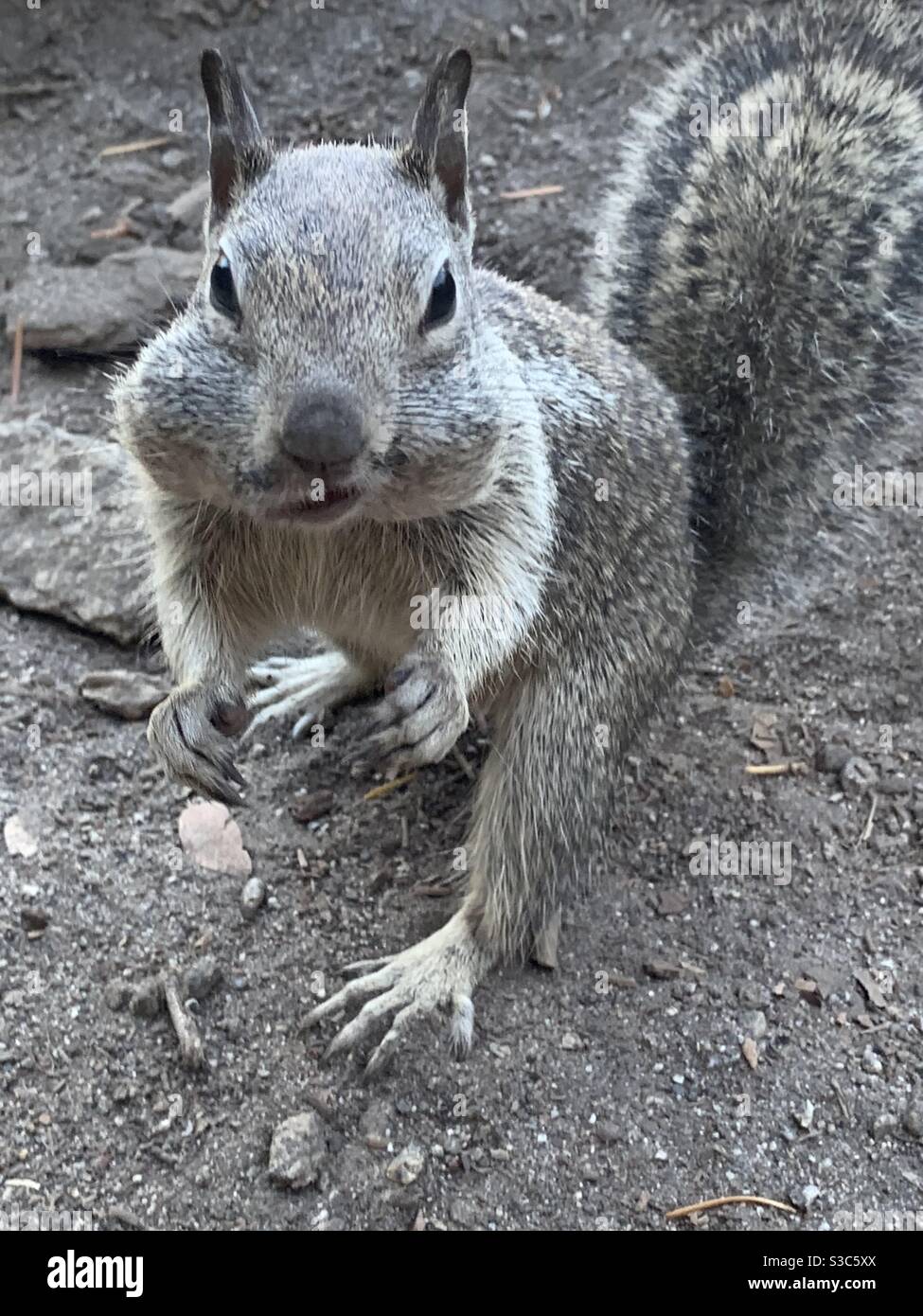 Fat grey ground squirrel with a mouth full of almonds on a Yosemite hike in autumn Stock Photo