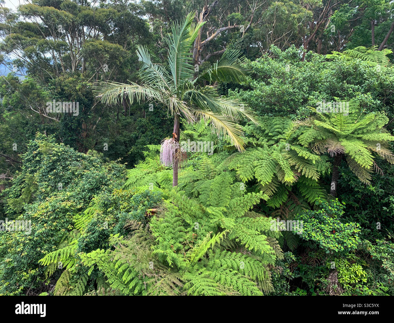 Ferns and palms, lush green vegetation in the Australian bush near coastal sub-tropical Coffs Harbour Stock Photo