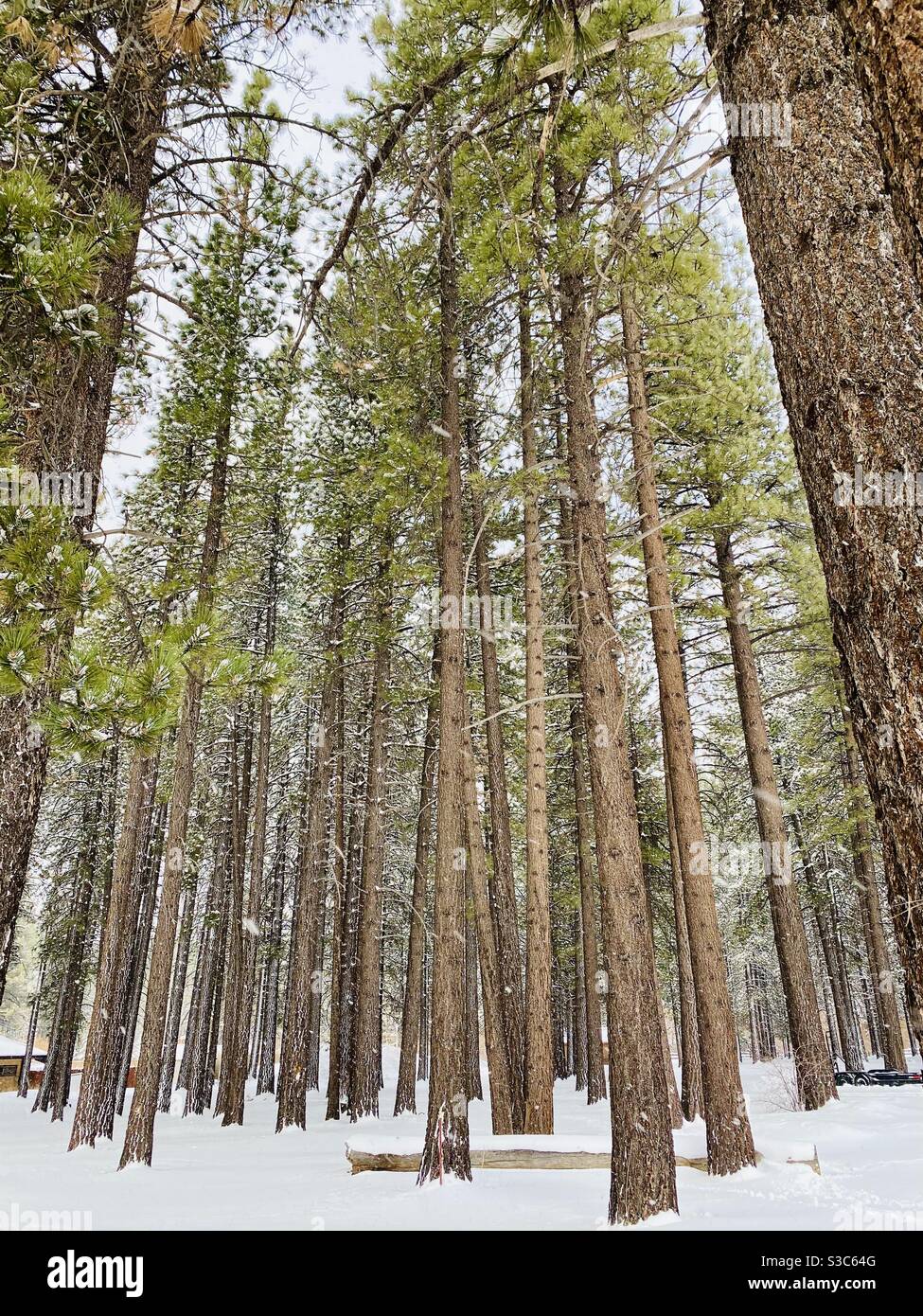 Tall Evergreen Pine Trees Big Bear California Stock Photo