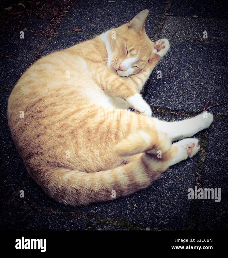 Cute cat sleeping in the street - Smartphone Captured Stock Image