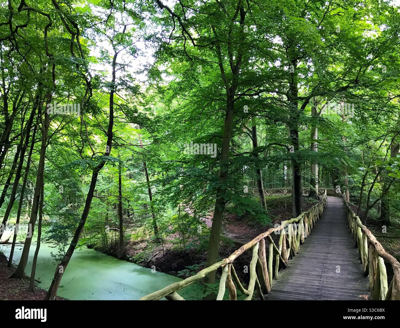 Bridge in the woods - Smartphone Captured Stock Image