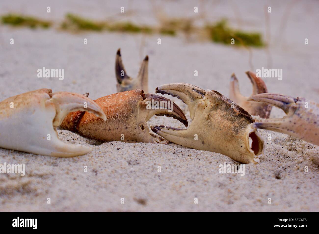 Shore crab england hires stock photography and images Alamy