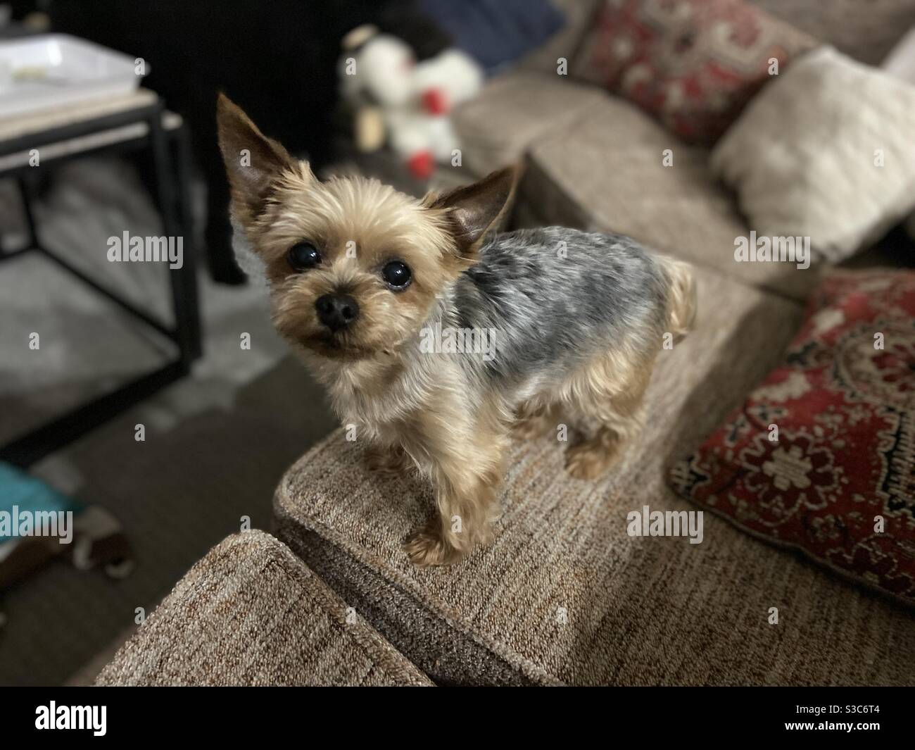 Tea cup best sale chorkie