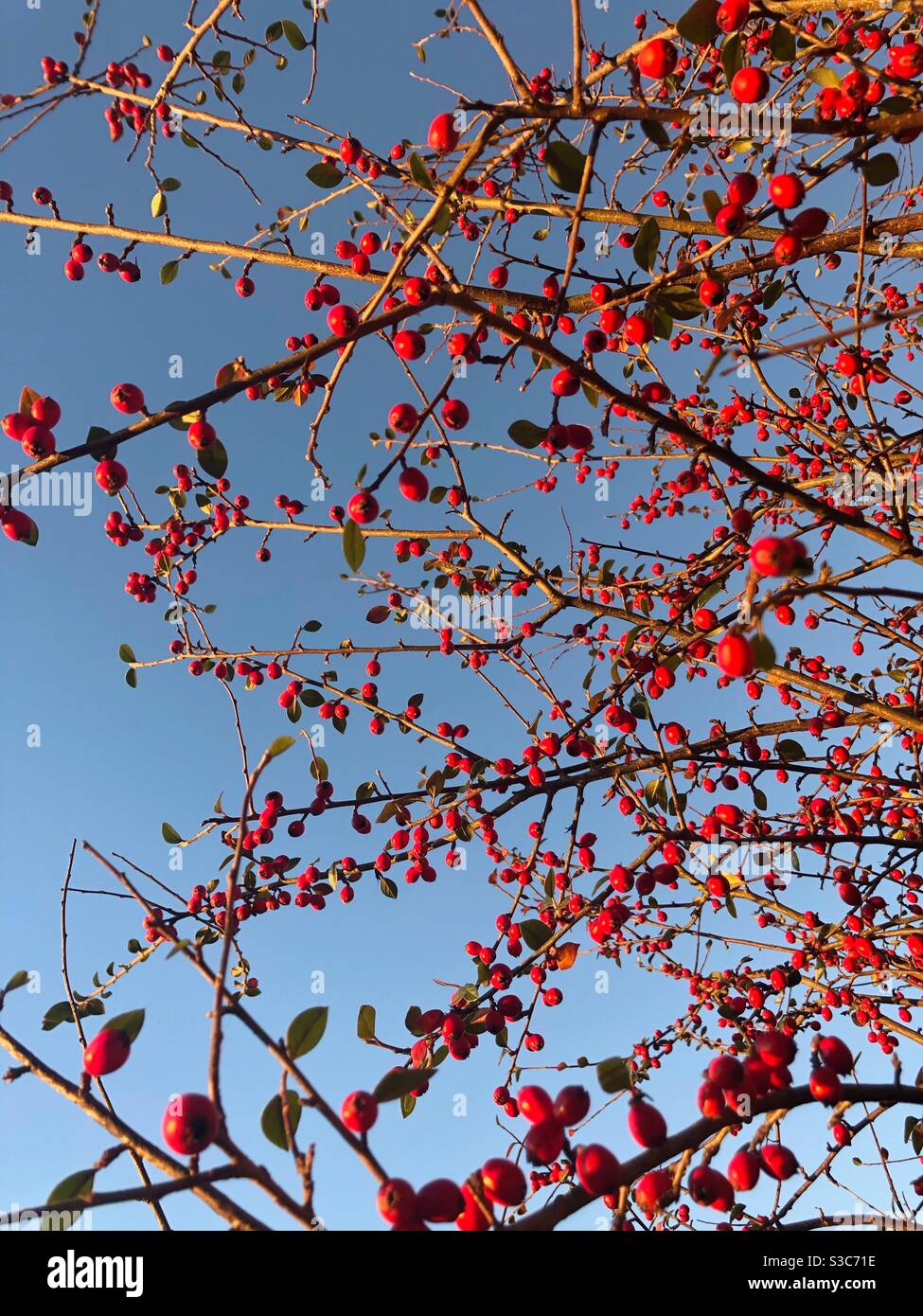 Winter berries blue hi-res stock photography and images - Alamy