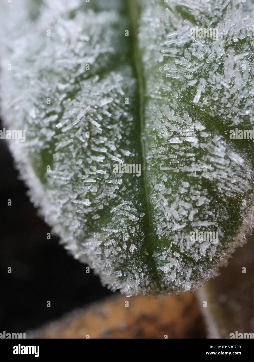 Green frozen leaf with ice crystals Stock Photo