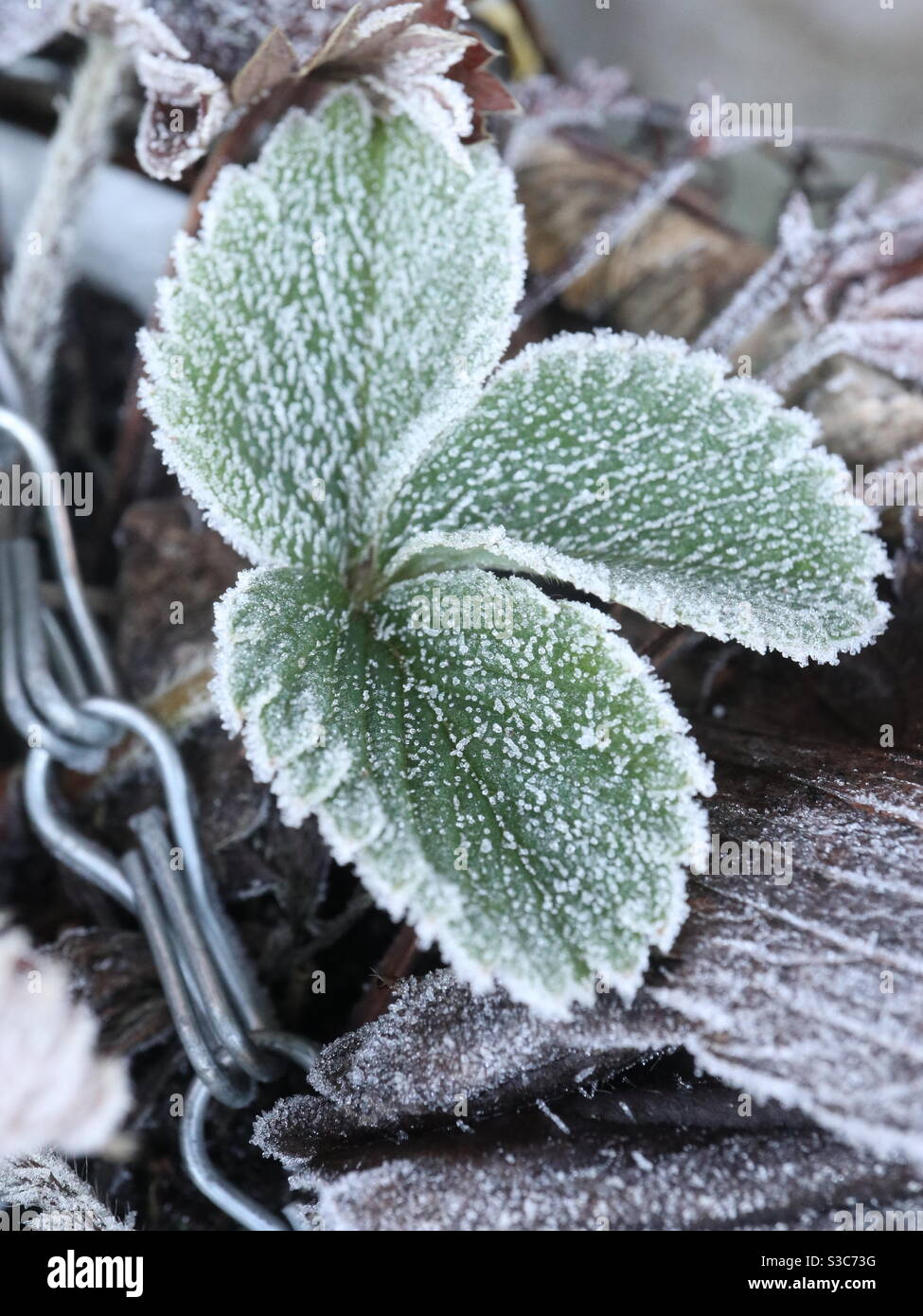 Strawberry green leaf in frozen hanging basket Stock Photo