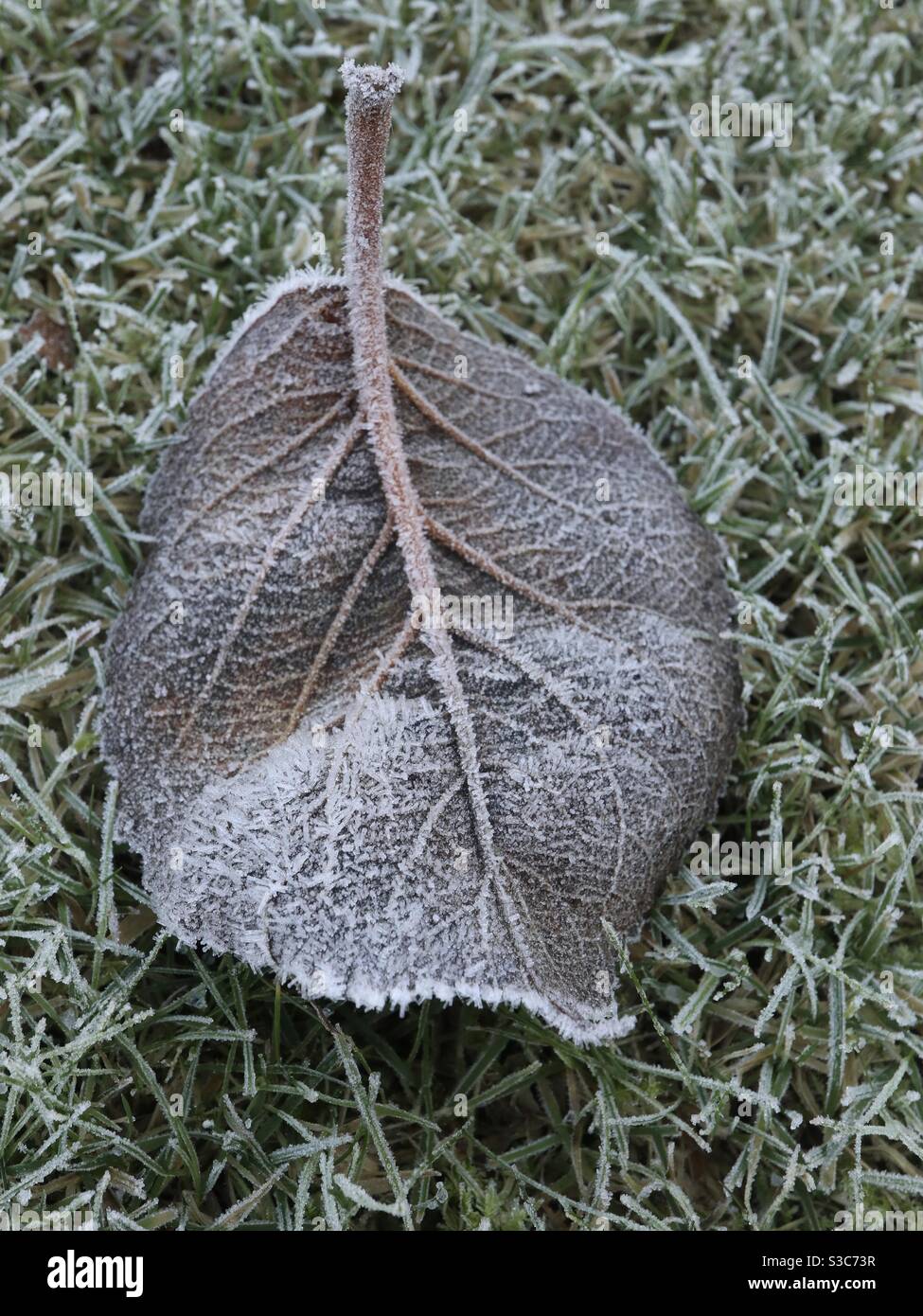 Frozen on the lawn - Smartphone Captured Stock Image
