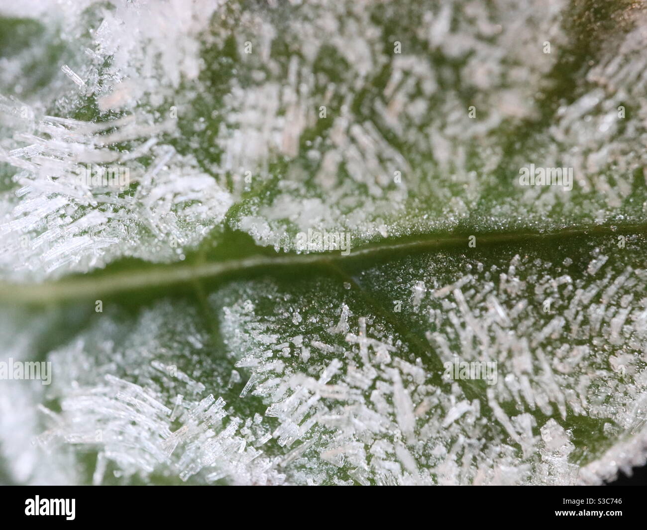 Ice Crystals on a green leaf - Smartphone Captured Stock Image