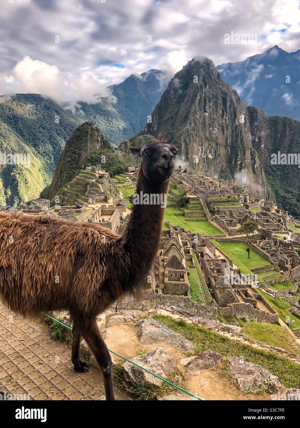 Alpaca posing with Machu Picchu Stock Photo