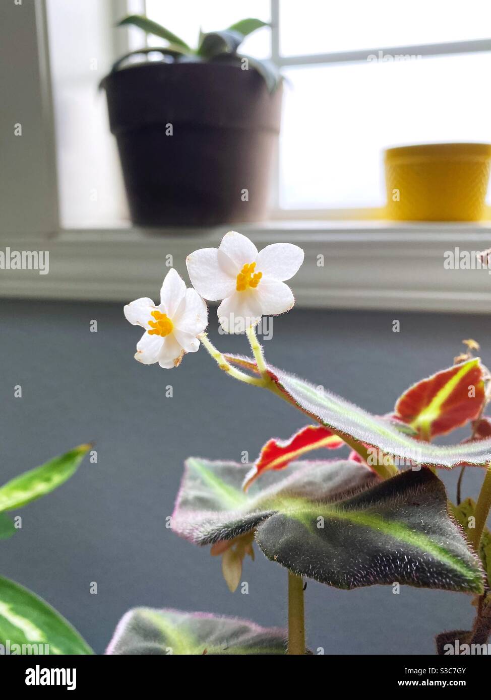 Flowering begonia listada. Stock Photo