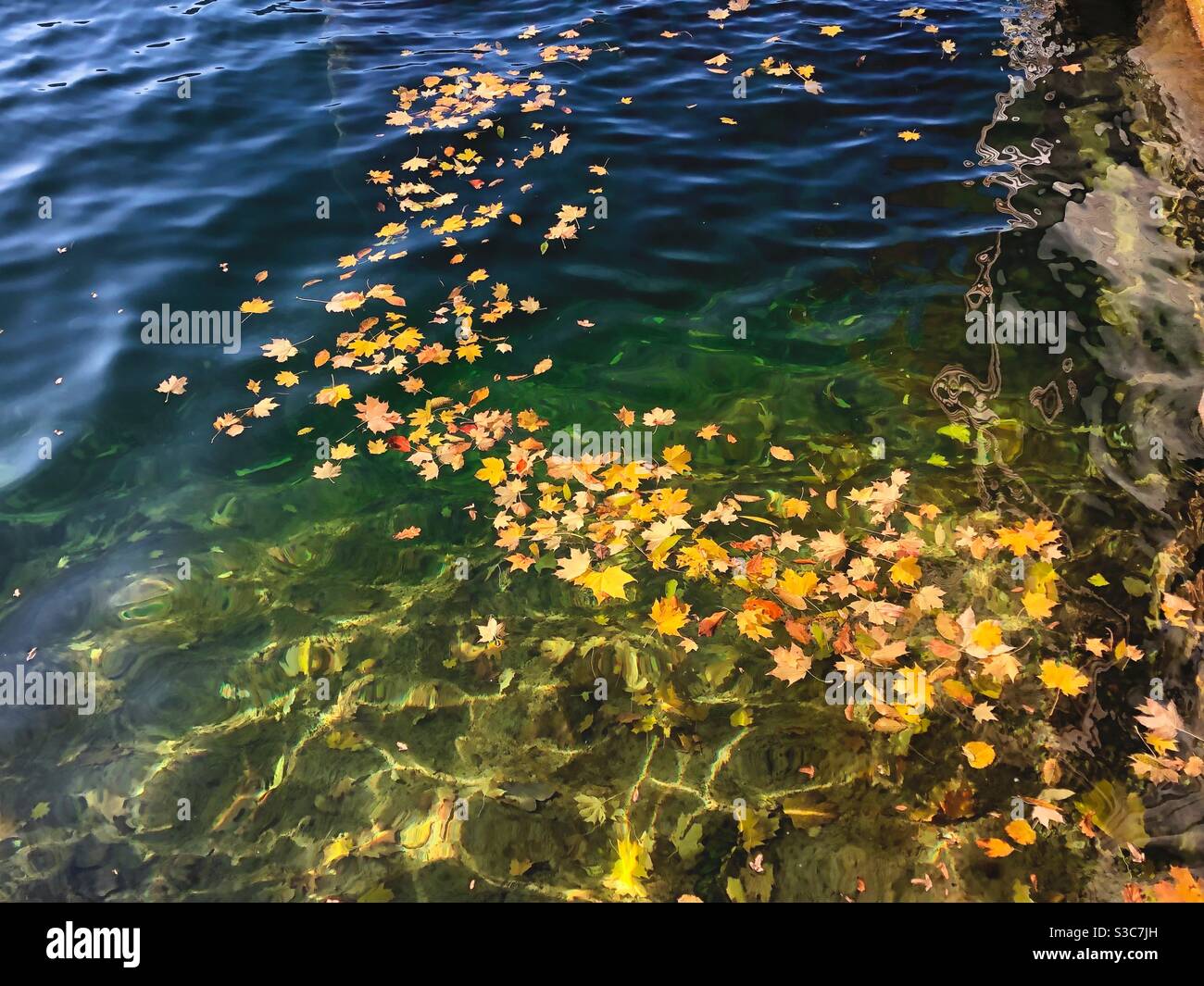 Autumn colored leaves floating on the clear waters of lake Tegernsee in Bavarian Alps, Germany. - Smartphone Captured Stock Image