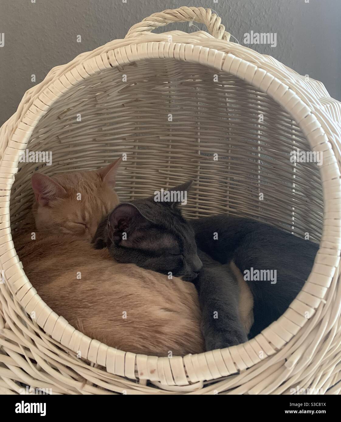 Cats sleeping Stock Photo