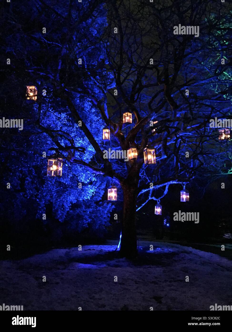 Christmas at the Botanics Royal Botanic Garden Edinburgh, 2020 Stock