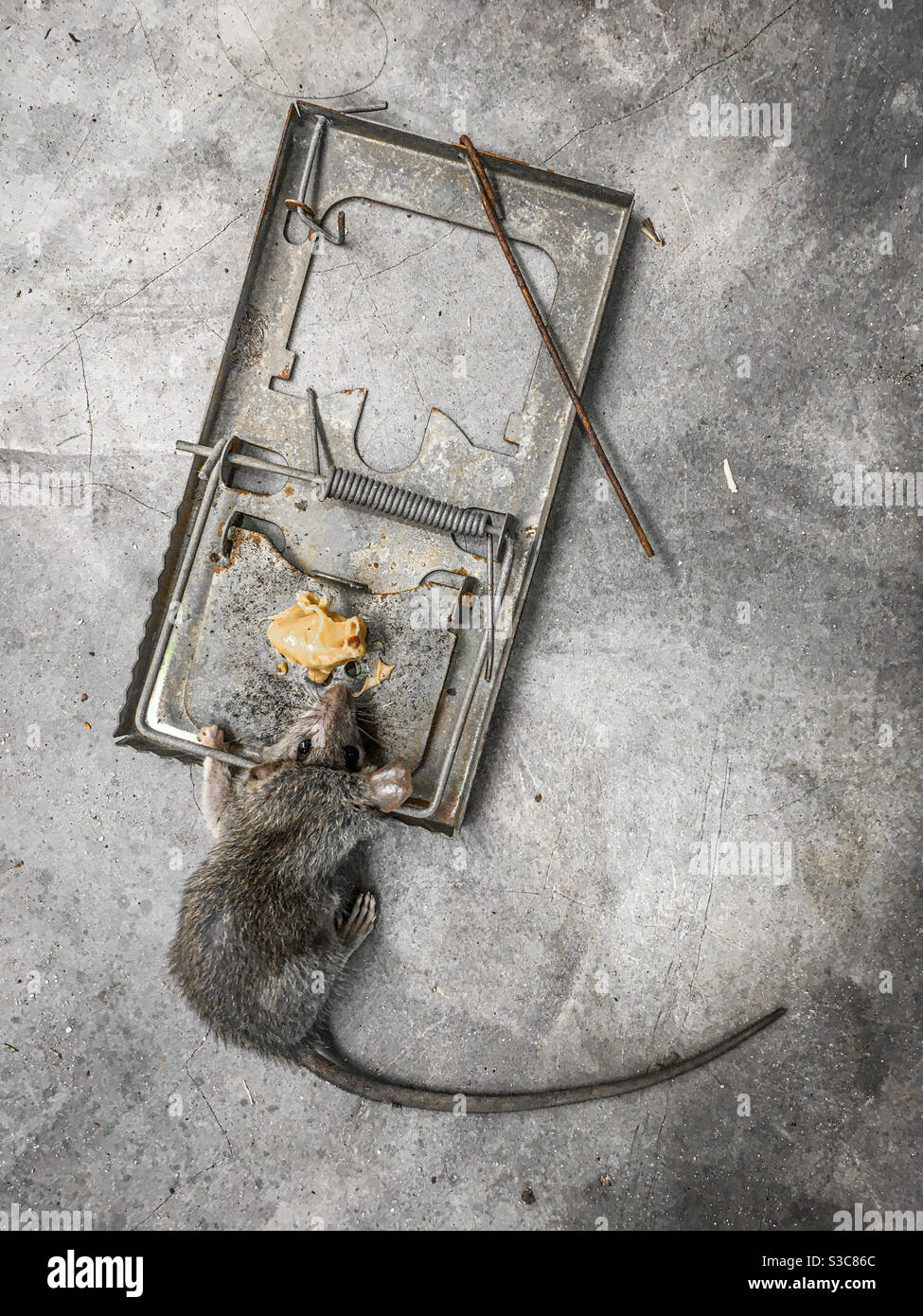Dead rat in metal spring trap baited with peanut butter on concrete