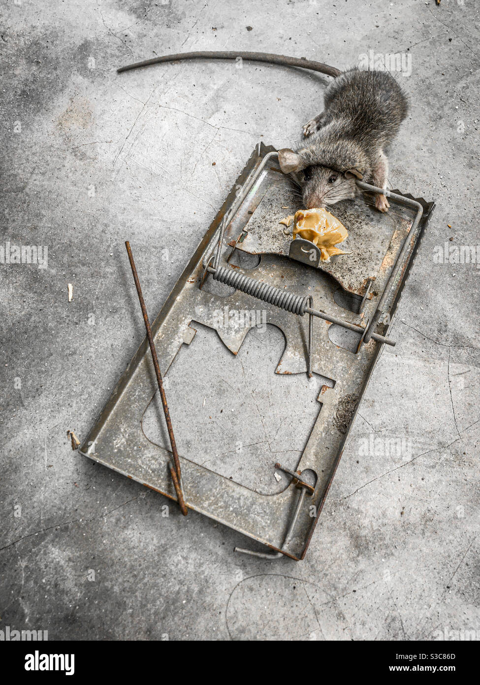 Metal spring trap hi-res stock photography and images - Alamy