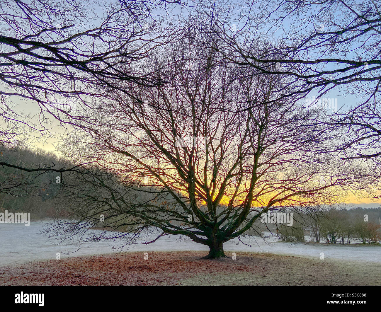 Winter walks - Smartphone Captured Stock Image