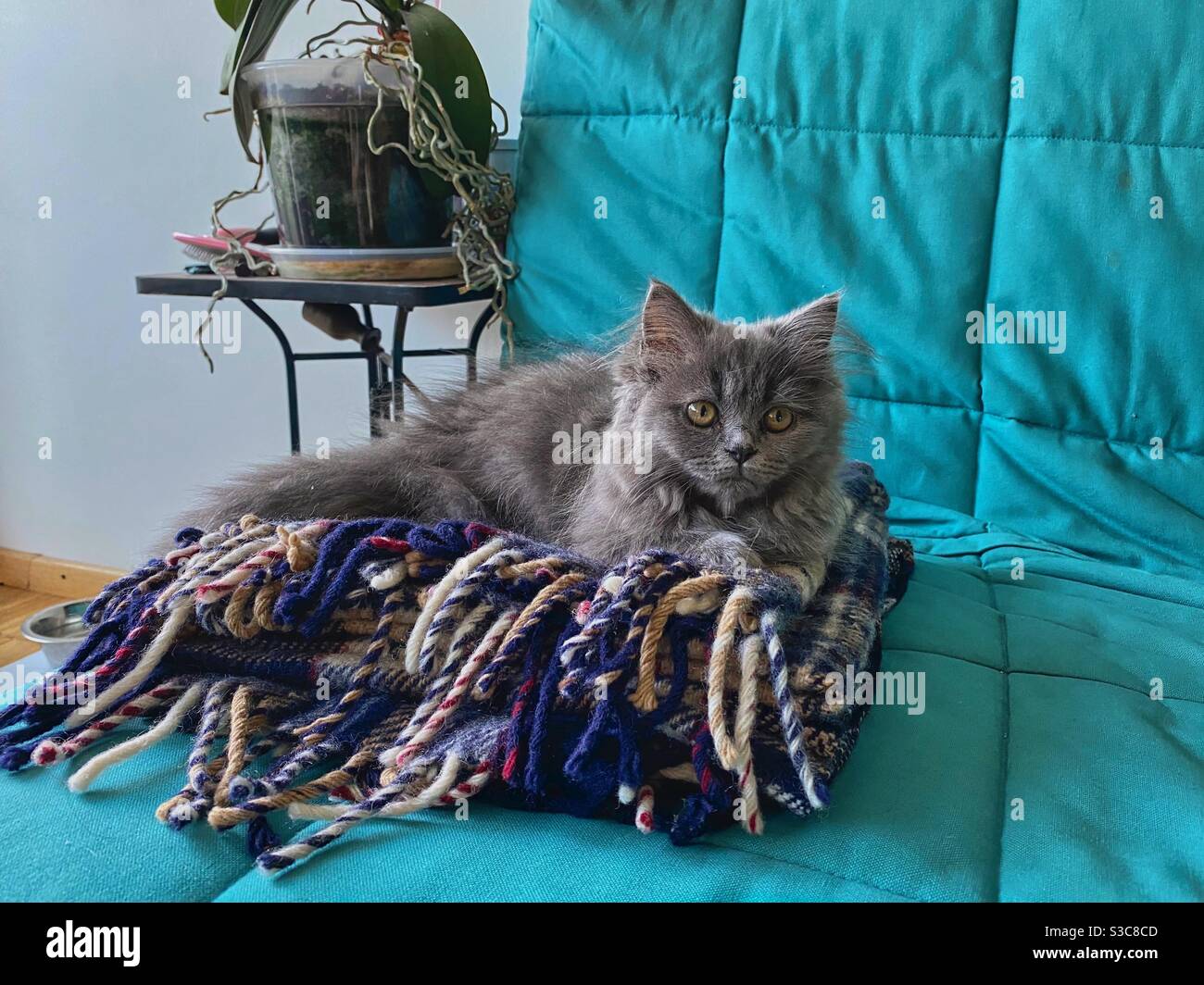 3 months old Blue Persian kitten resting on a woolen blanket on a blue sofa - Smartphone Captured Stock Image