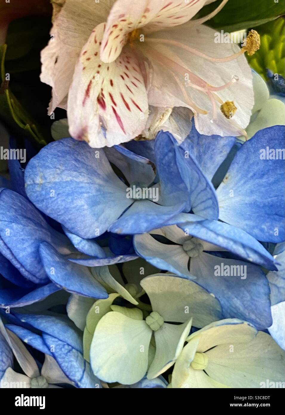 Mixed assorted flowers Stock Photo Alamy