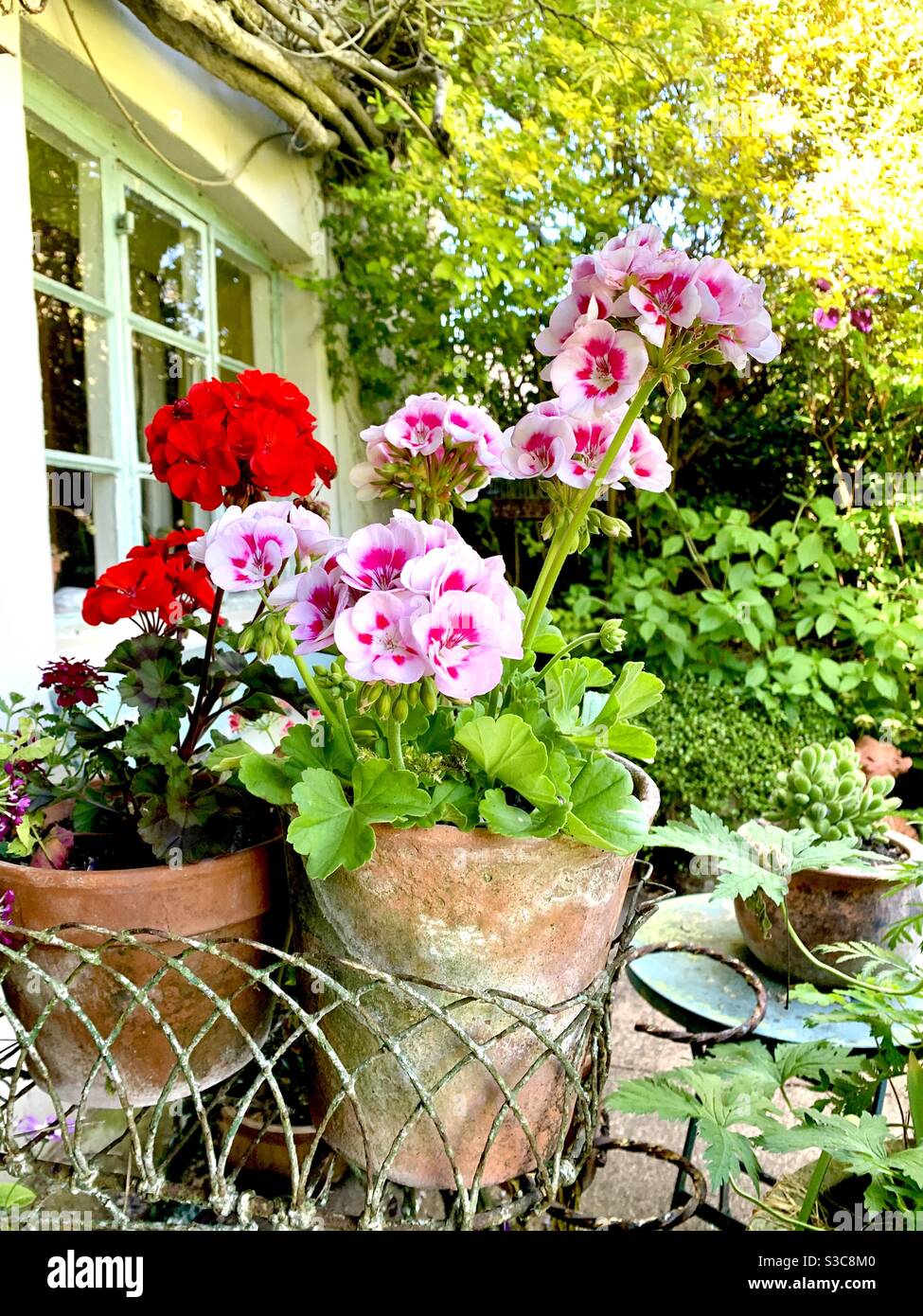 Charming geraniums in antique flowerpots in a Victorian plant stand at the  front of a pretty English cottage in summer Stock Photo - Alamy