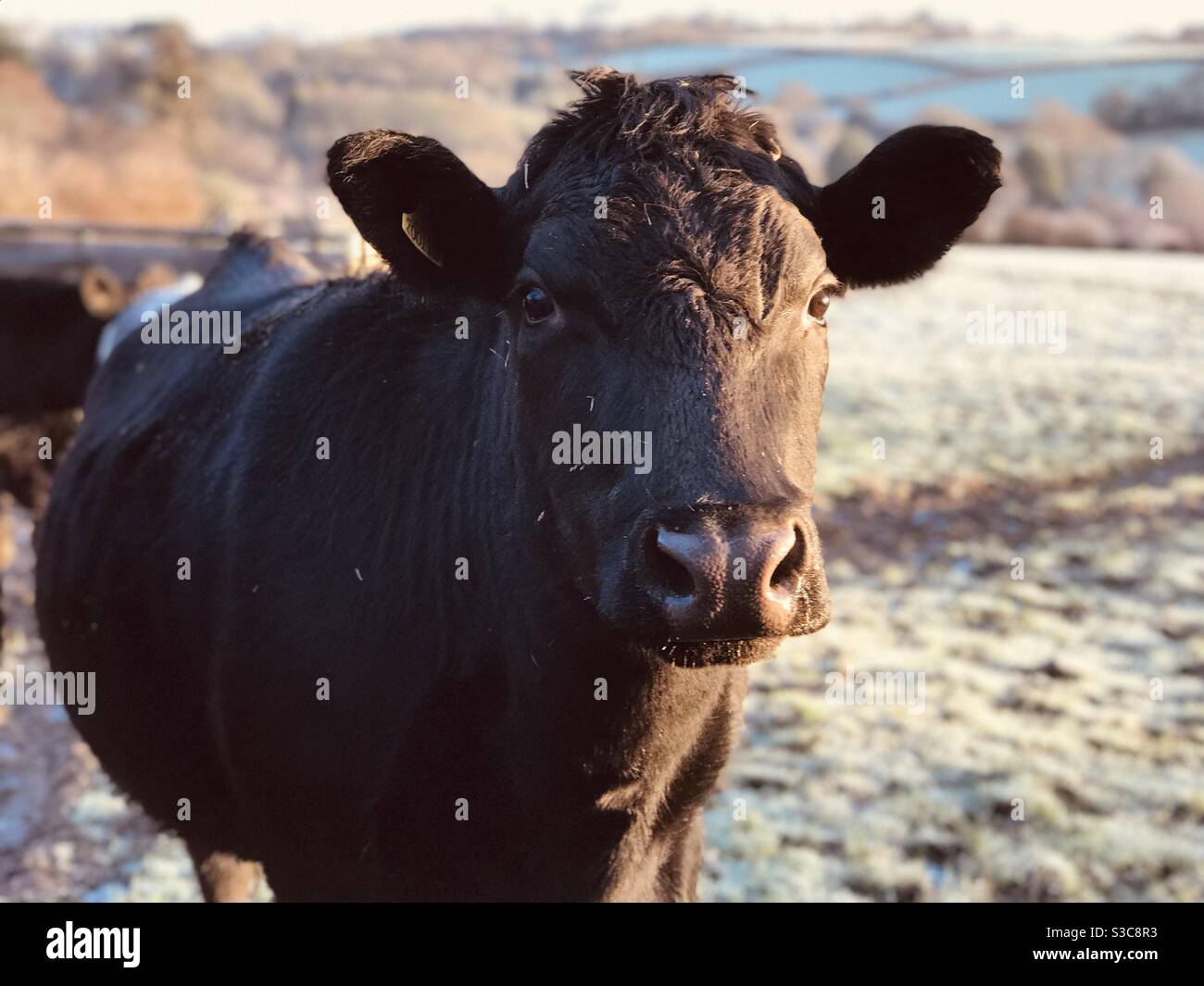 brown bullock face forward - Smartphone Captured Stock Image