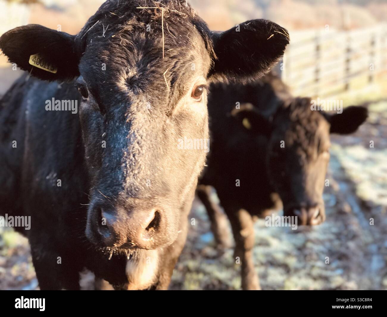 brown bullock headshot - Smartphone Captured Stock Image