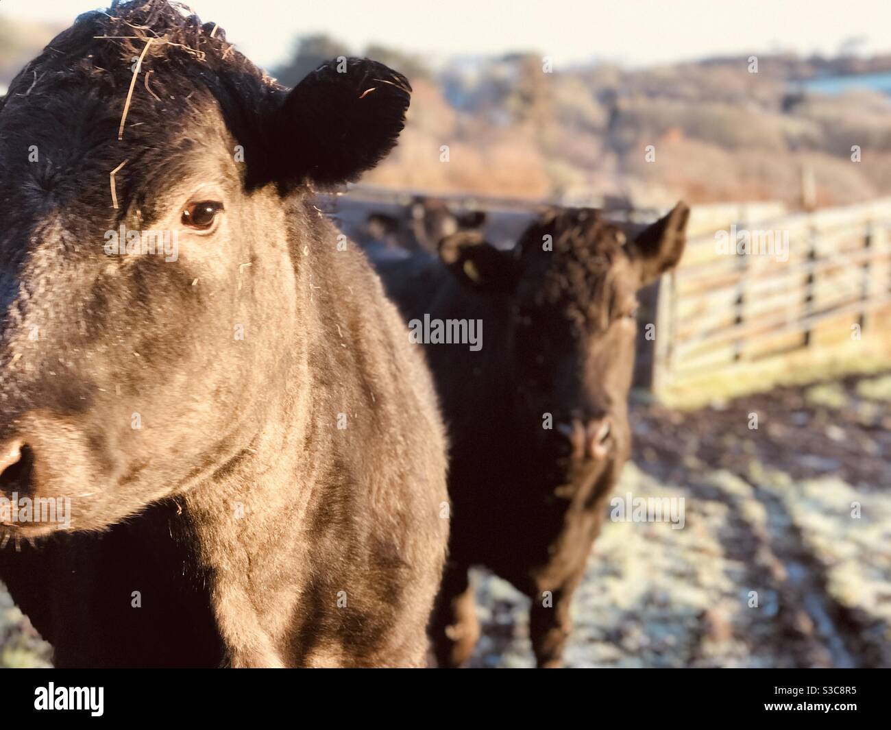 brown bullock’s eye - Smartphone Captured Stock Image