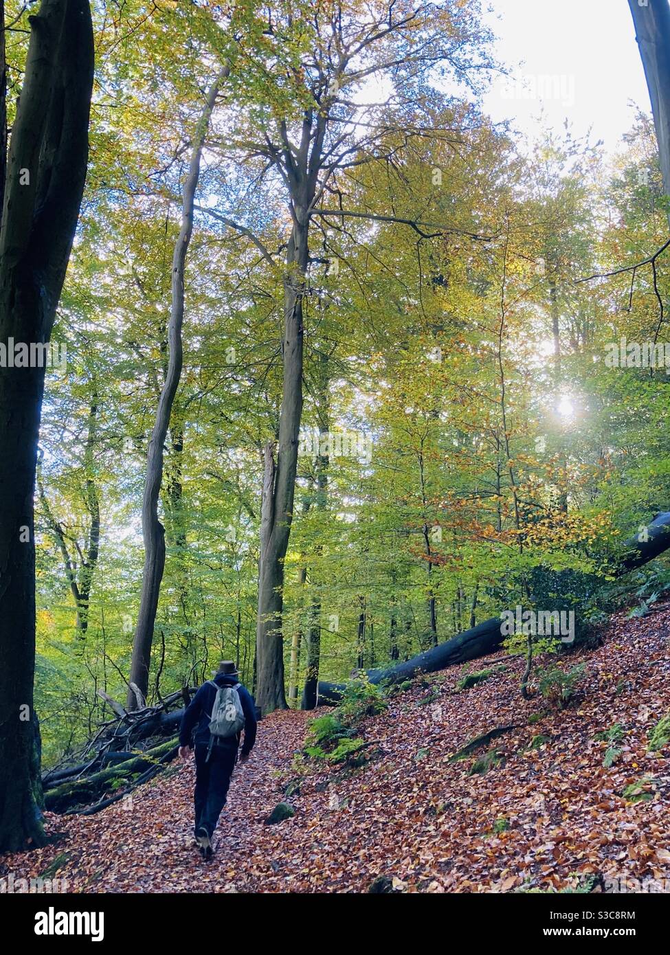 Walk in the woods - Alderley Edge Cheshire Stock Photo