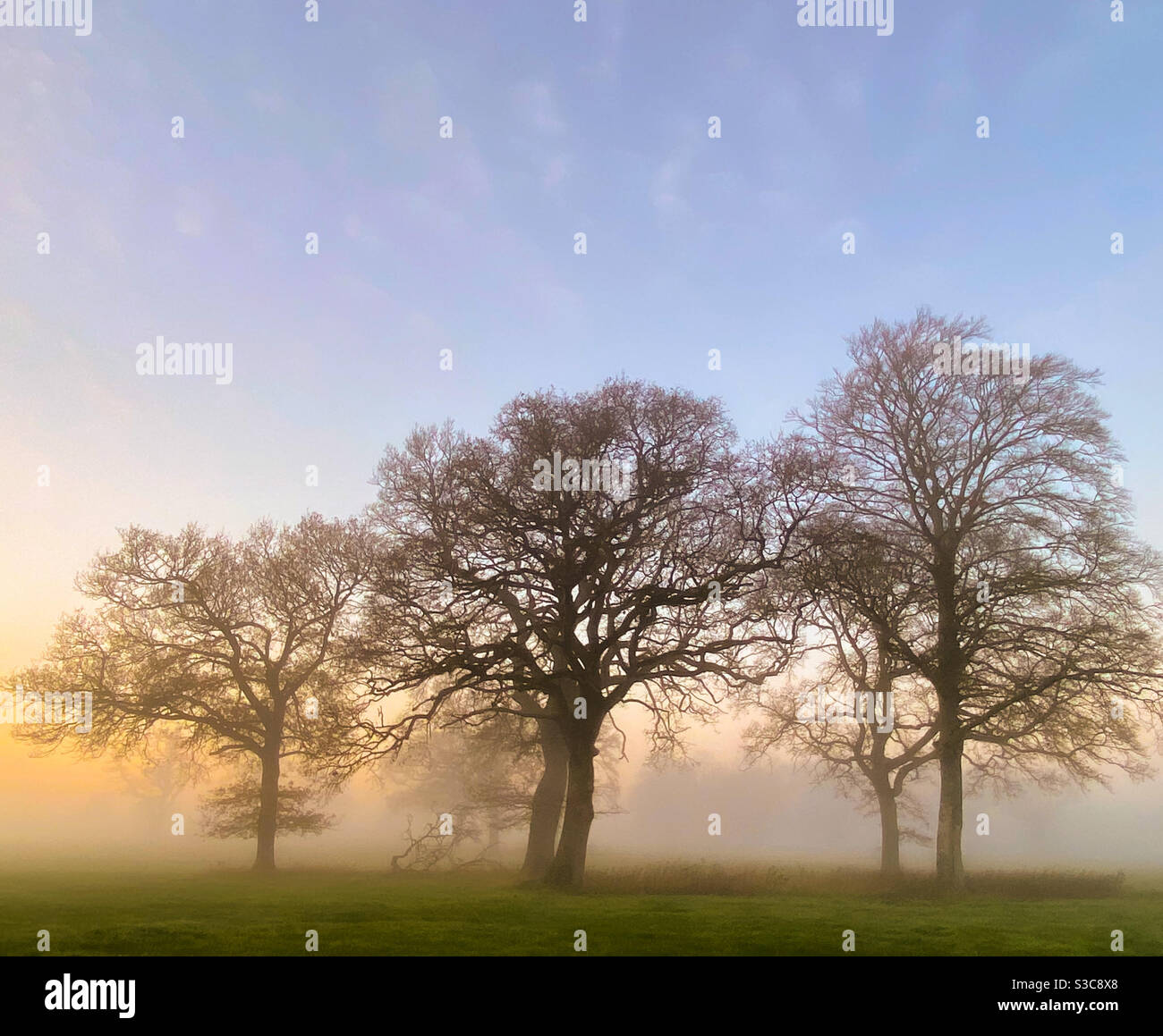 Trees in the mist Stock Photo - Alamy