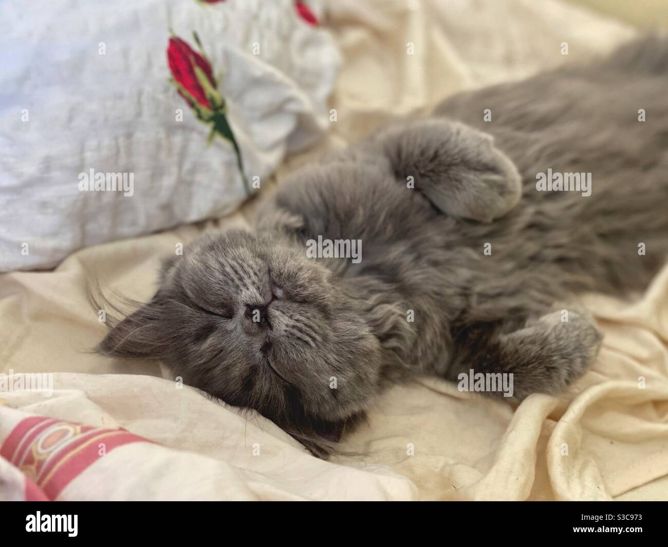 3 months old Blue Persian kitten sleeping on the back. - Smartphone Captured Stock Image