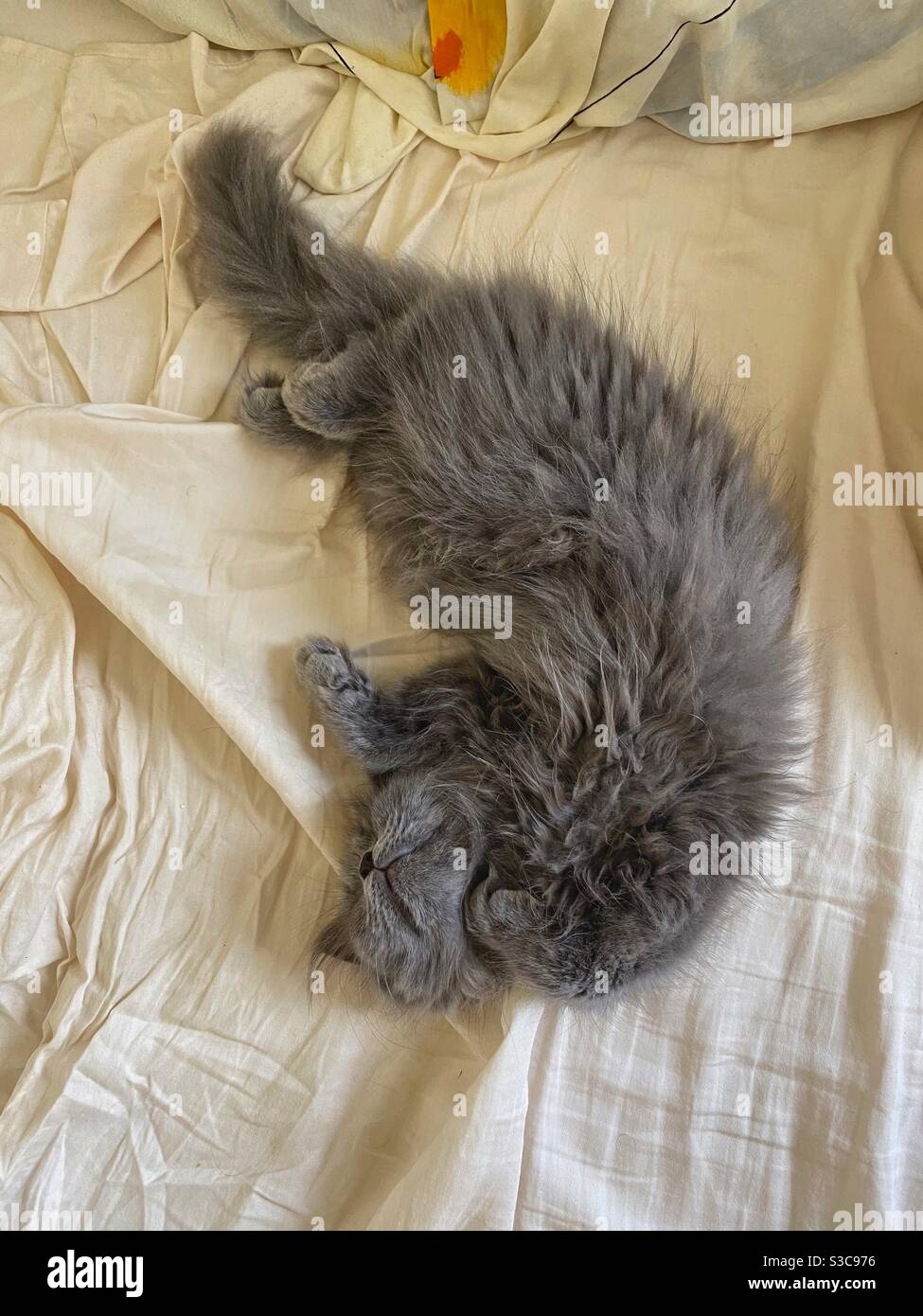 3 months old Blue Persian kitten sleeping on beige sheets. Stock Photo