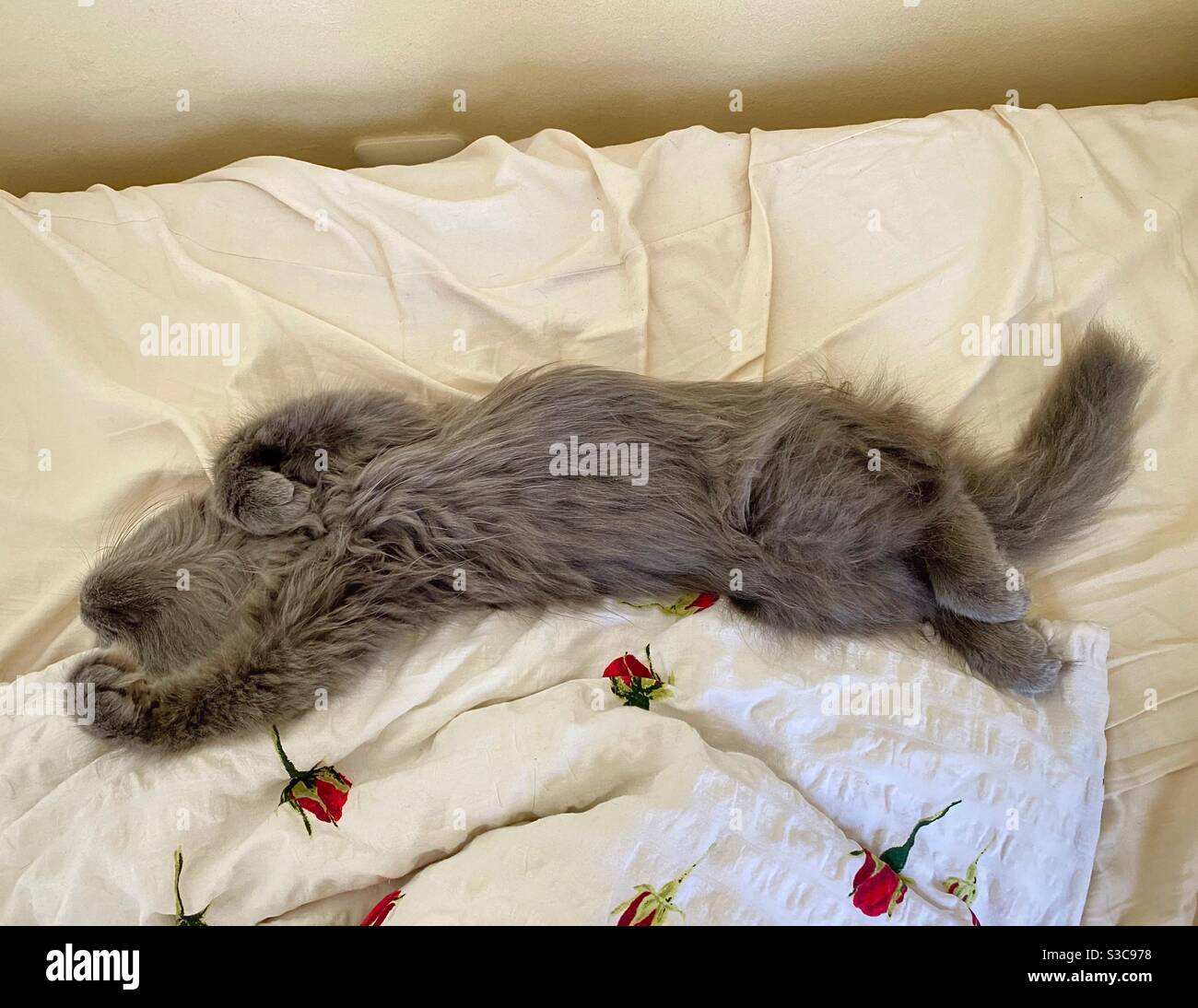 3 months old Blue Persian kitten sleeping on its back on beige sheets. - Smartphone Captured Stock Image