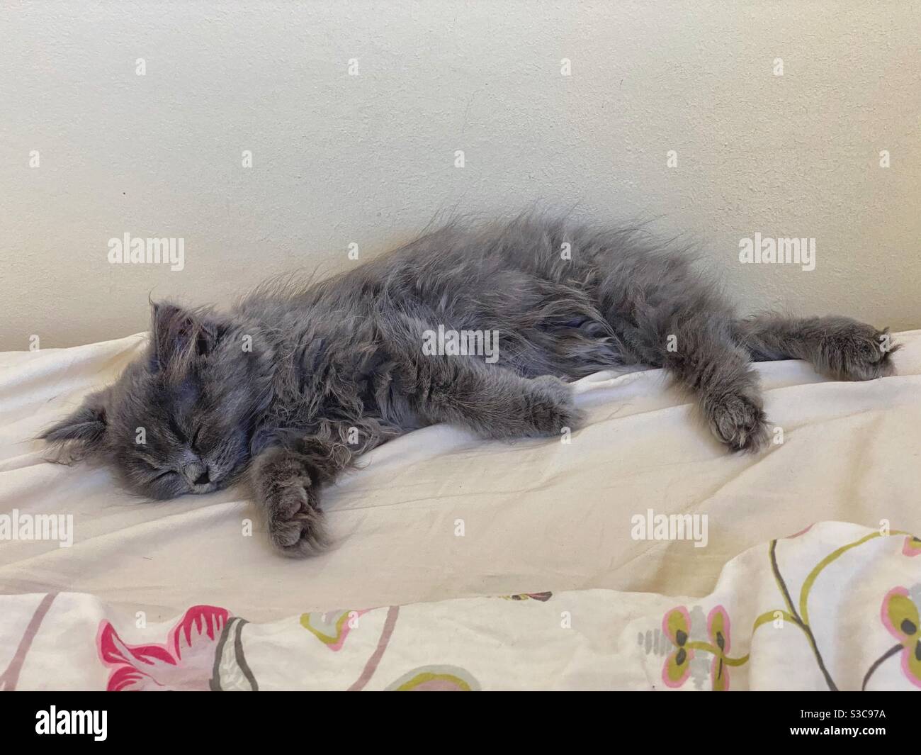 3 months old Blue Persian kitten sleeping on beige sheets. Stock Photo