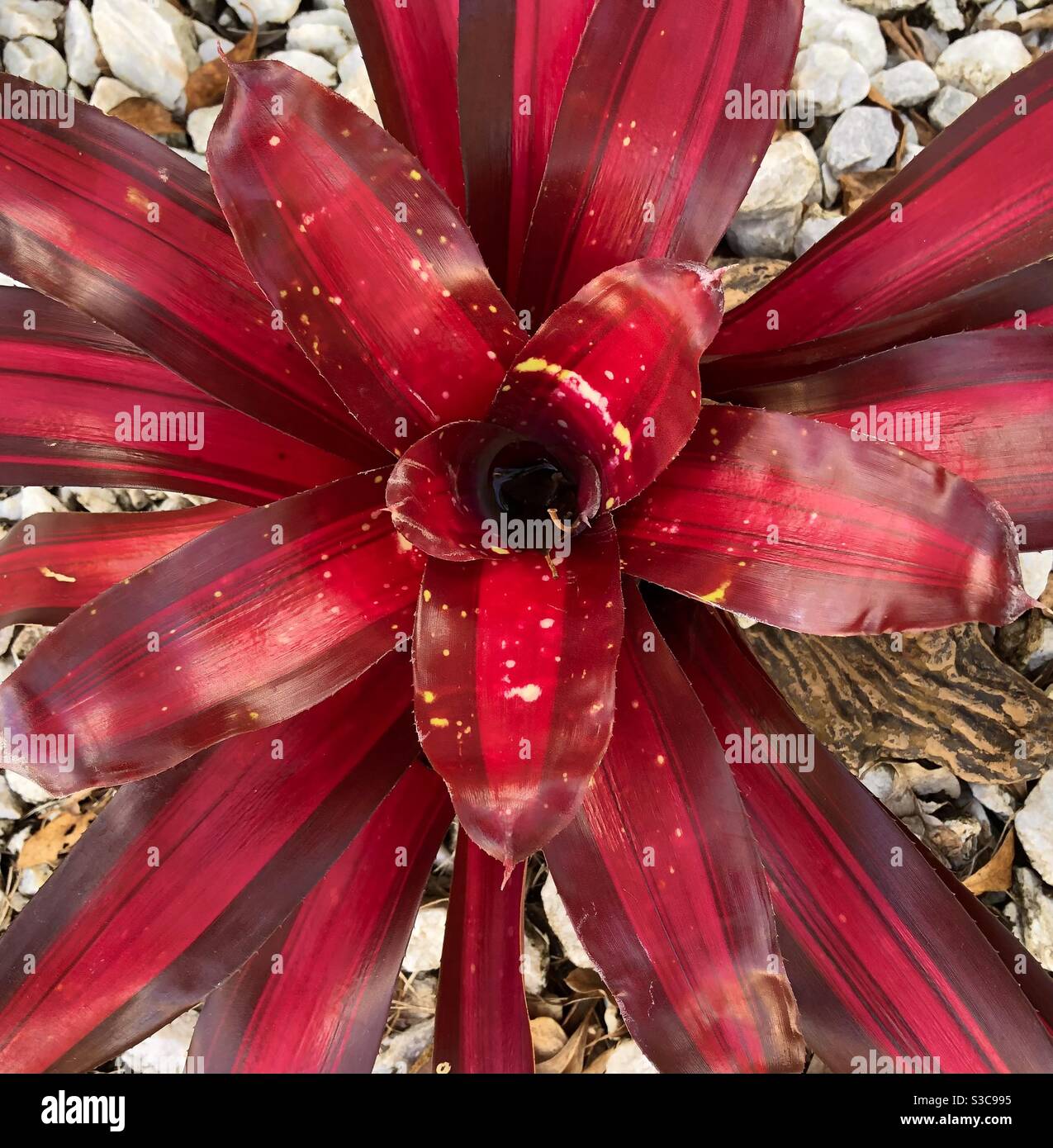 Red bromeliad growing in a garden. - Smartphone Captured Stock Image