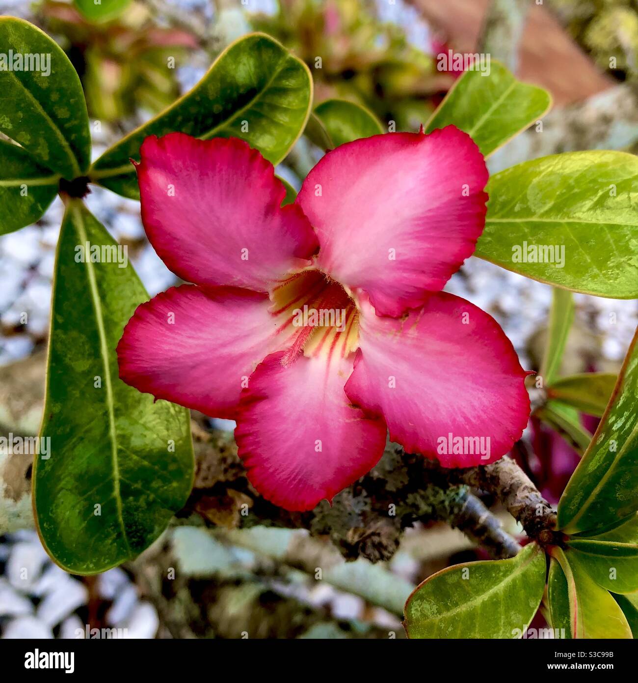 Desert Rose bloom in the garden, a flowering shrub Stock Photo Alamy