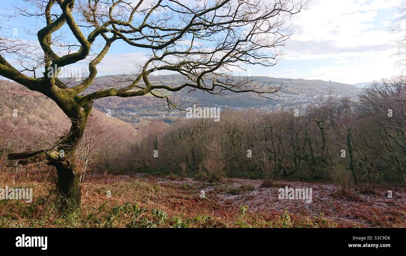 A photograph of a view from a hill over woodland with a beautiful old gnarly tree in the foreground - Smartphone Captured Stock Image