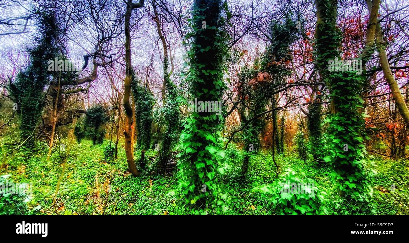 In the forest. - Smartphone Captured Stock Image