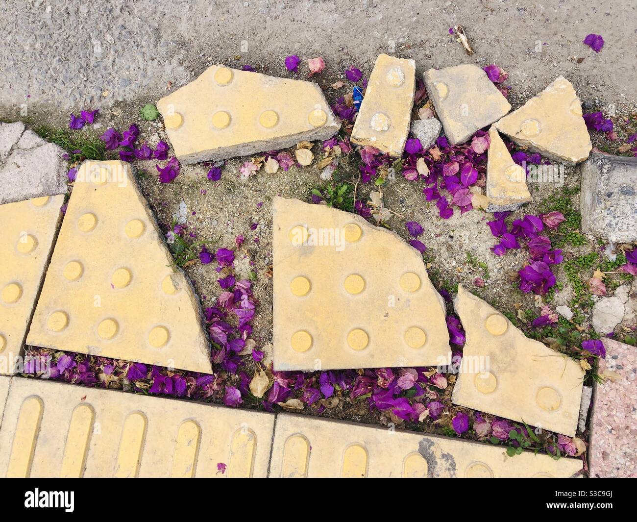 Broken slabs and purple flower patel - Smartphone Captured Stock Image