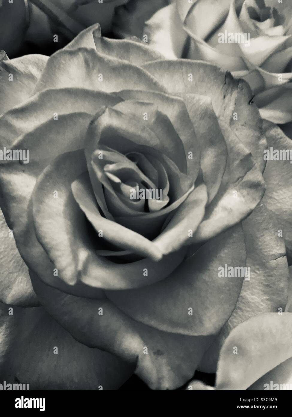 Black and white rose Stock Photo