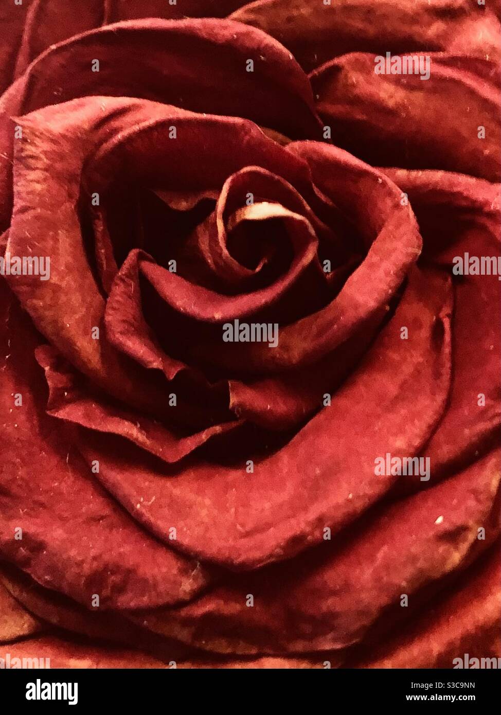 Red dried rose Stock Photo Alamy