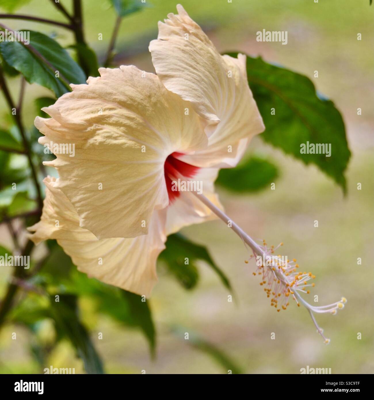 Peach Hibiscus Flower High Resolution Stock Photography and Images - Alamy