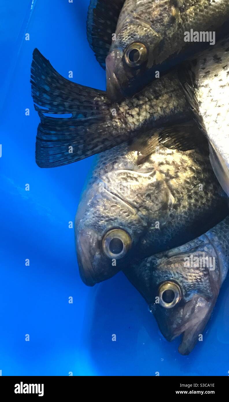 Crappie fish caught fishing in Minnesota Stock Photo