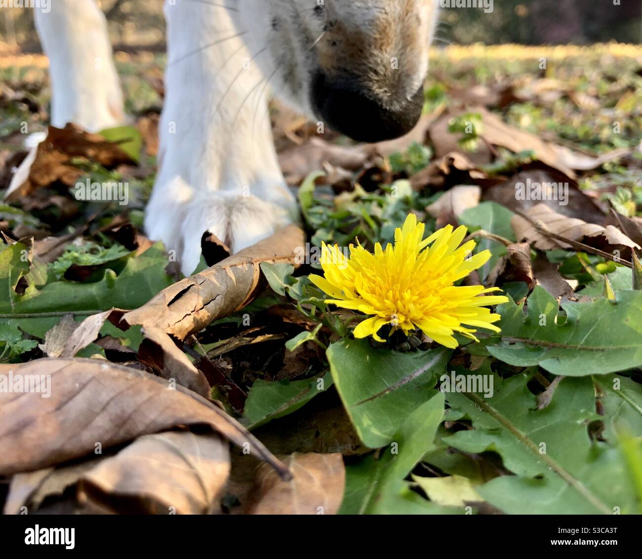 Dog stops to smell the flower Stock Photo Alamy