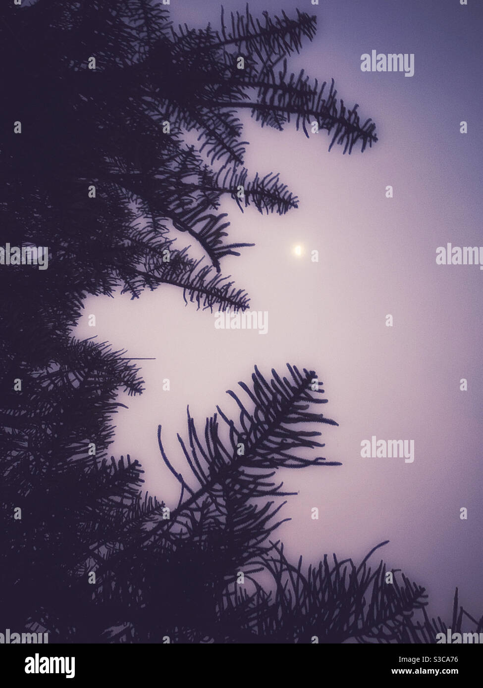 Norfolk Pine silhouetted against the twilight sky with the moon - Smartphone Captured Stock Image