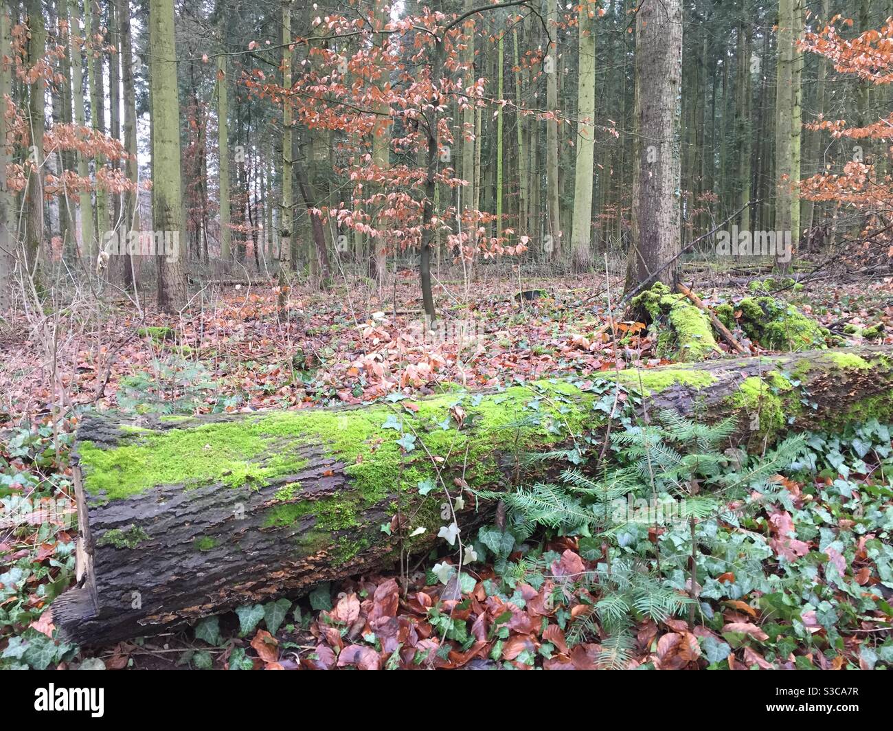 Wald im Winter mit liegendem Baumstamm Stock Photo