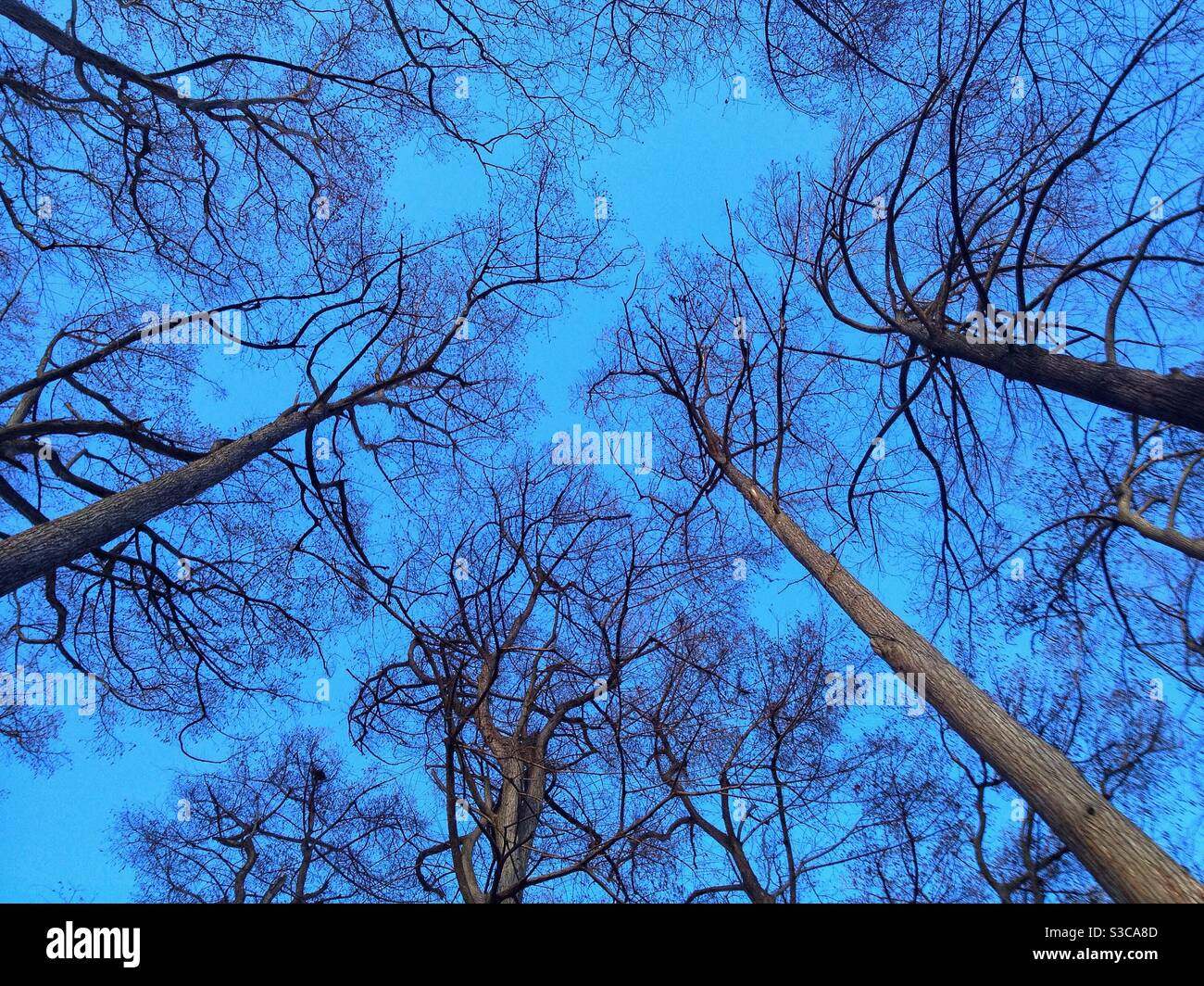 Cypress tree trees hires stock photography and images Alamy