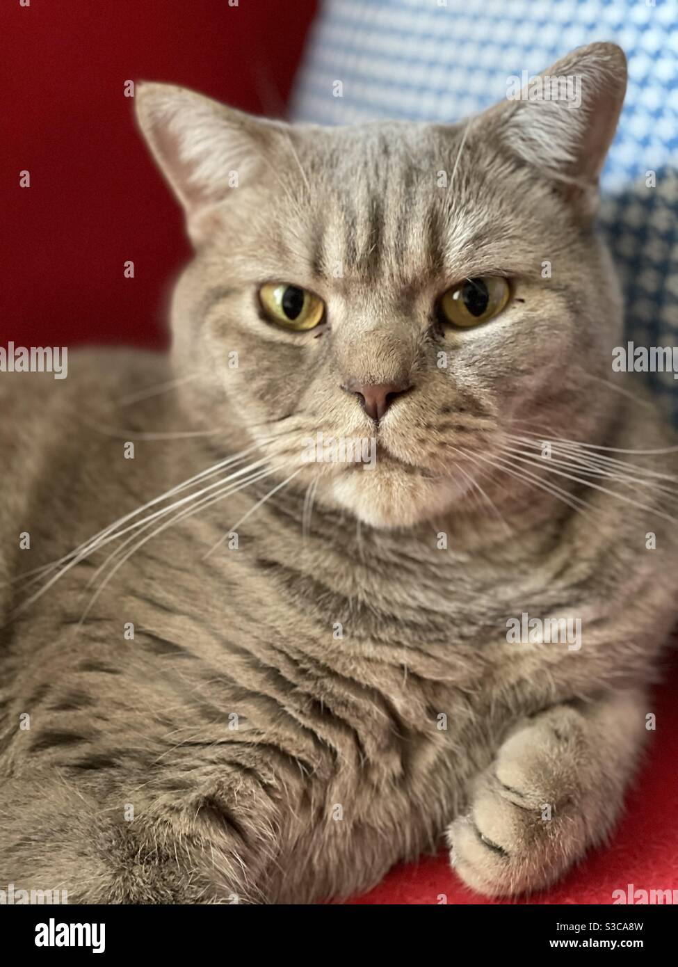 British shorthair cat portrait - Smartphone Captured Stock Image