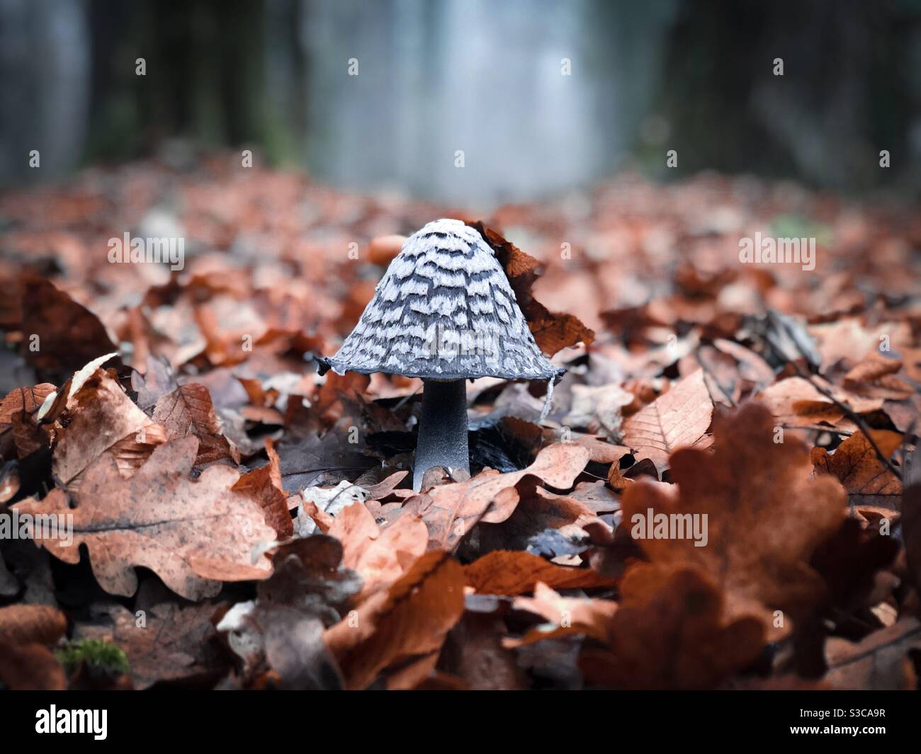 Mushroom growing in the forest - Smartphone Captured Stock Image