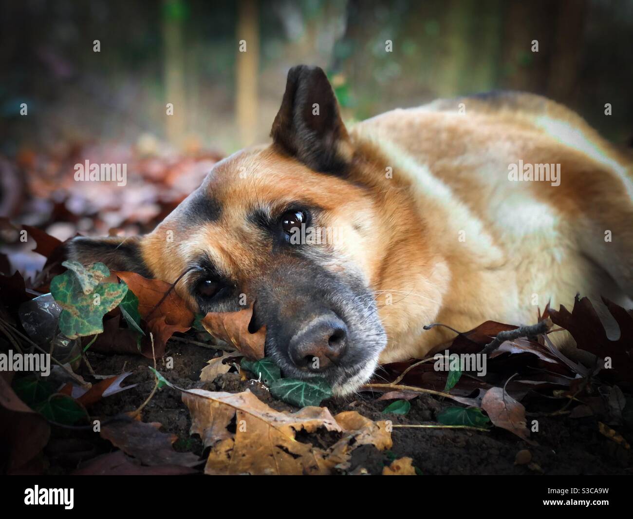 Portrait of german shepherd dog sleeping on brown leaves - Smartphone Captured Stock Image