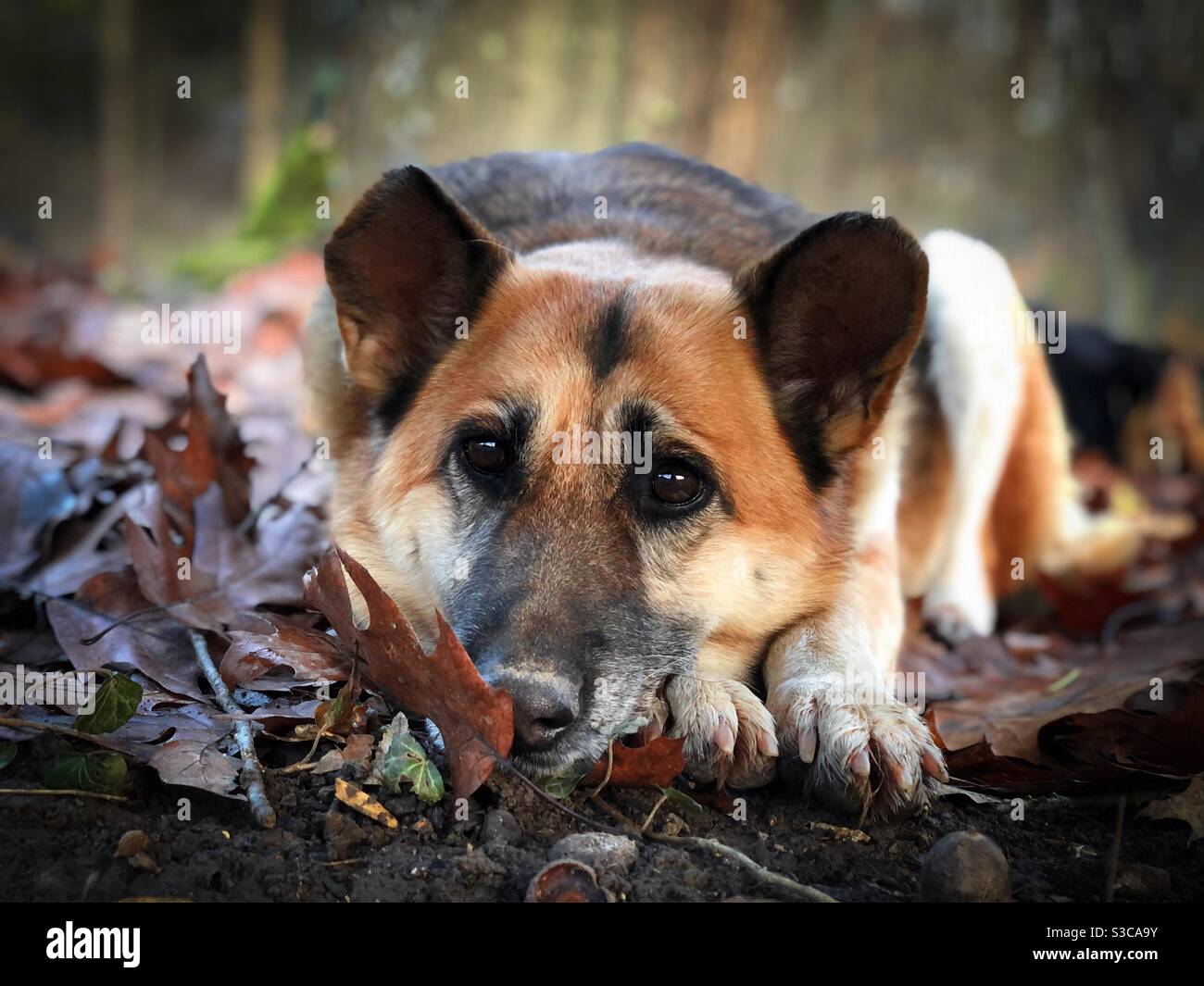 Portrait of german shepherd dog resting its head on brown leaves - Smartphone Captured Stock Image